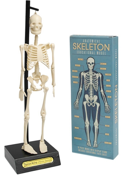 Skelet