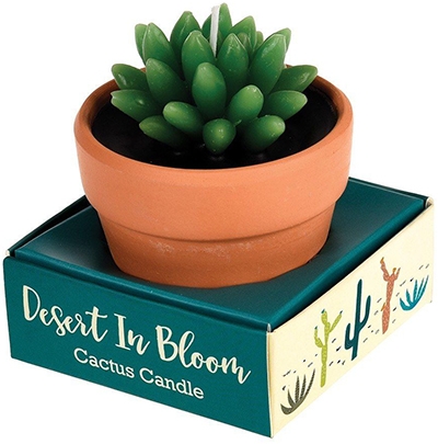 Sveća Cactus in a Pot